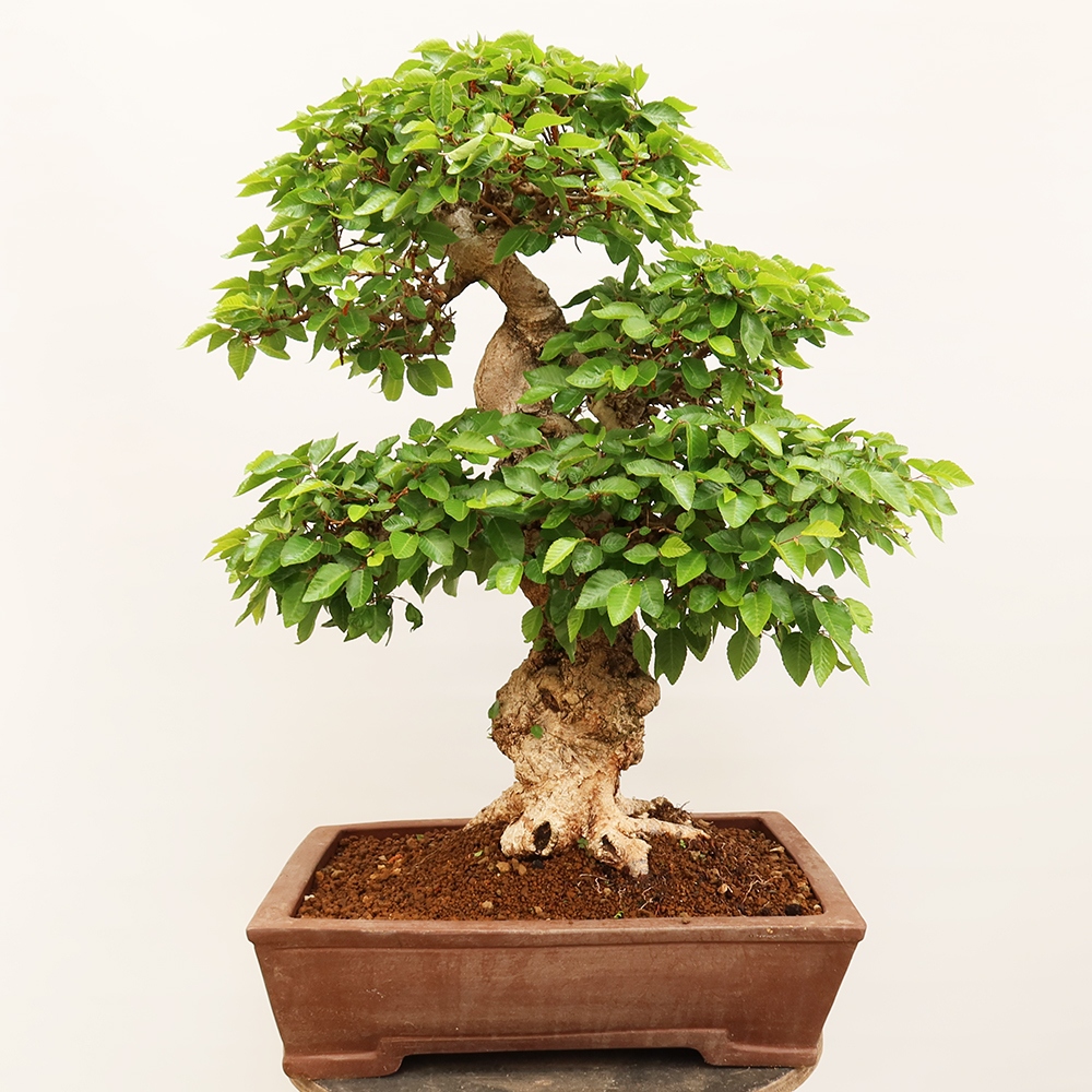 Bonsai da esterno -Carpinus Coreana - Carpino coreano