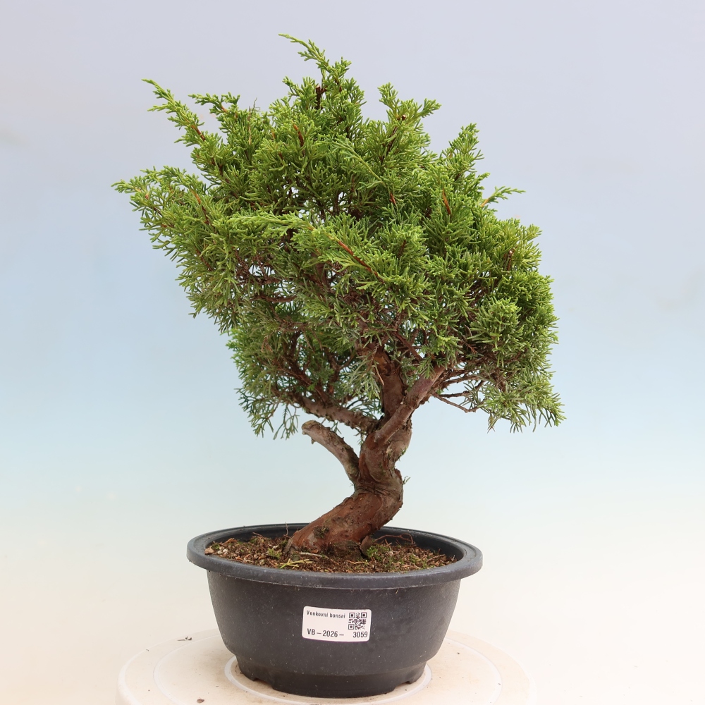 Bonsai da esterno - Juniperus chinensis Itoigawa-Juniperus chinensis