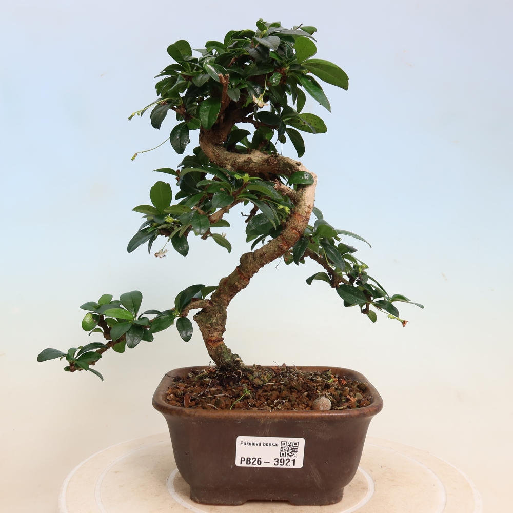 Camera bonsai - Carmona macrophylla - Tea fuki