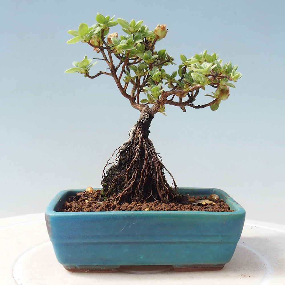 Bonsai da esterno - Rhododendron indicum - Azalea giapponese