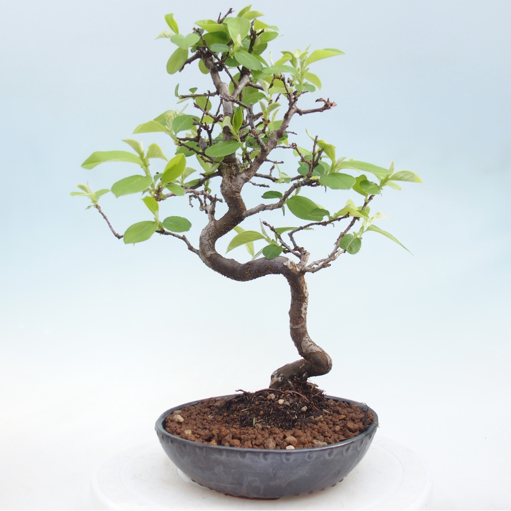Bonsai da esterno - Chaneomeles chinensis