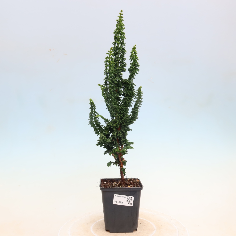 Bonsai da esterno - Cham. obtusa SEKKA HINOKI - Cipresso