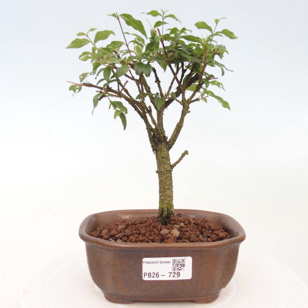 Camera bonsai - Malpighia coccigera- Ciliegio di Barbor
