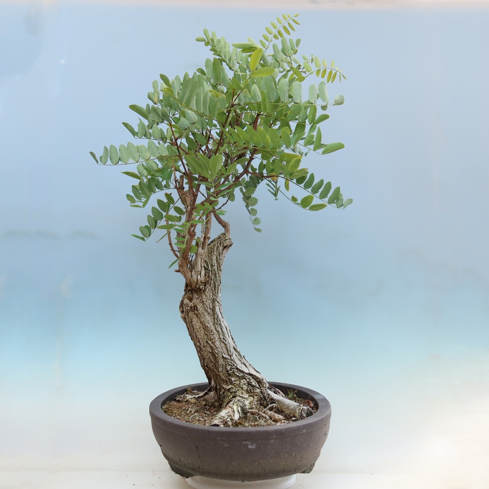 Bonsai da esterno - Acacia spinosa - Robinia pseudoacacia