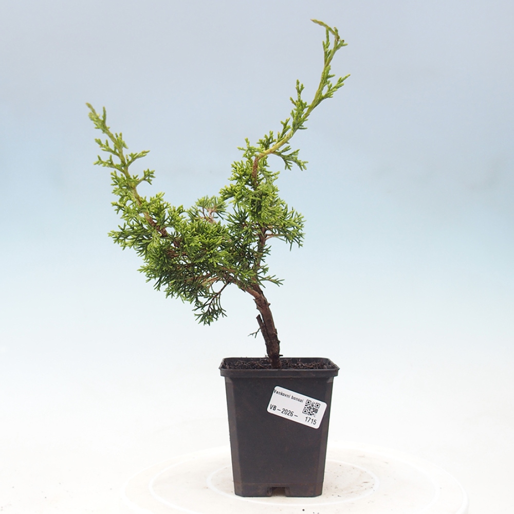 Bonsai da esterno - Juniperus chinensis Itoigawa