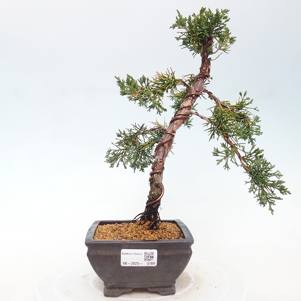 Bonsai da esterno - Juniperus chinensis Kishu