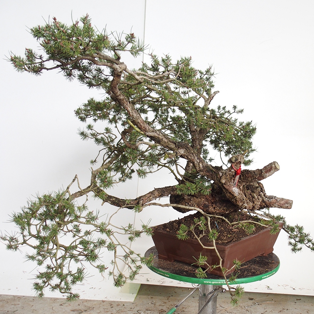 Yamadori - Pinus sylvestris Spagna