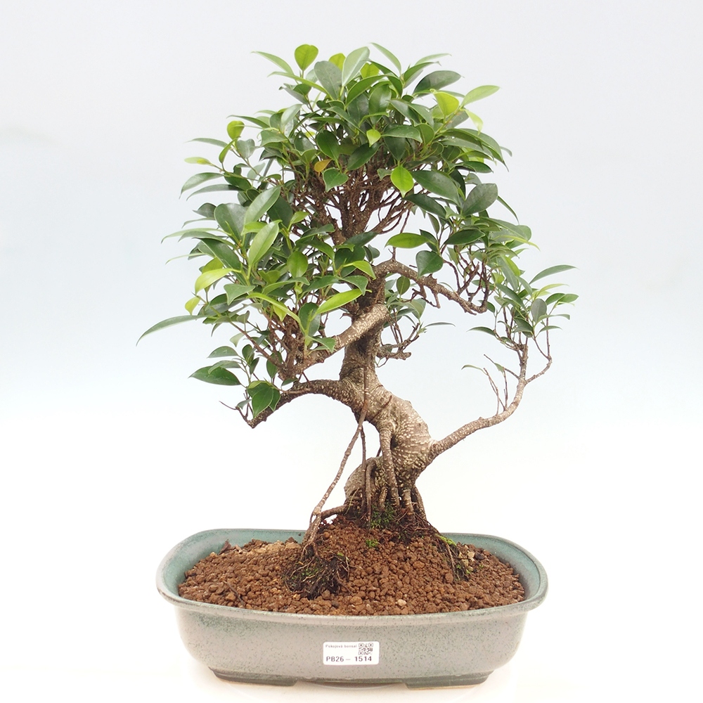 Camera bonsai - Ficus kimmen - ficus a foglie piccole