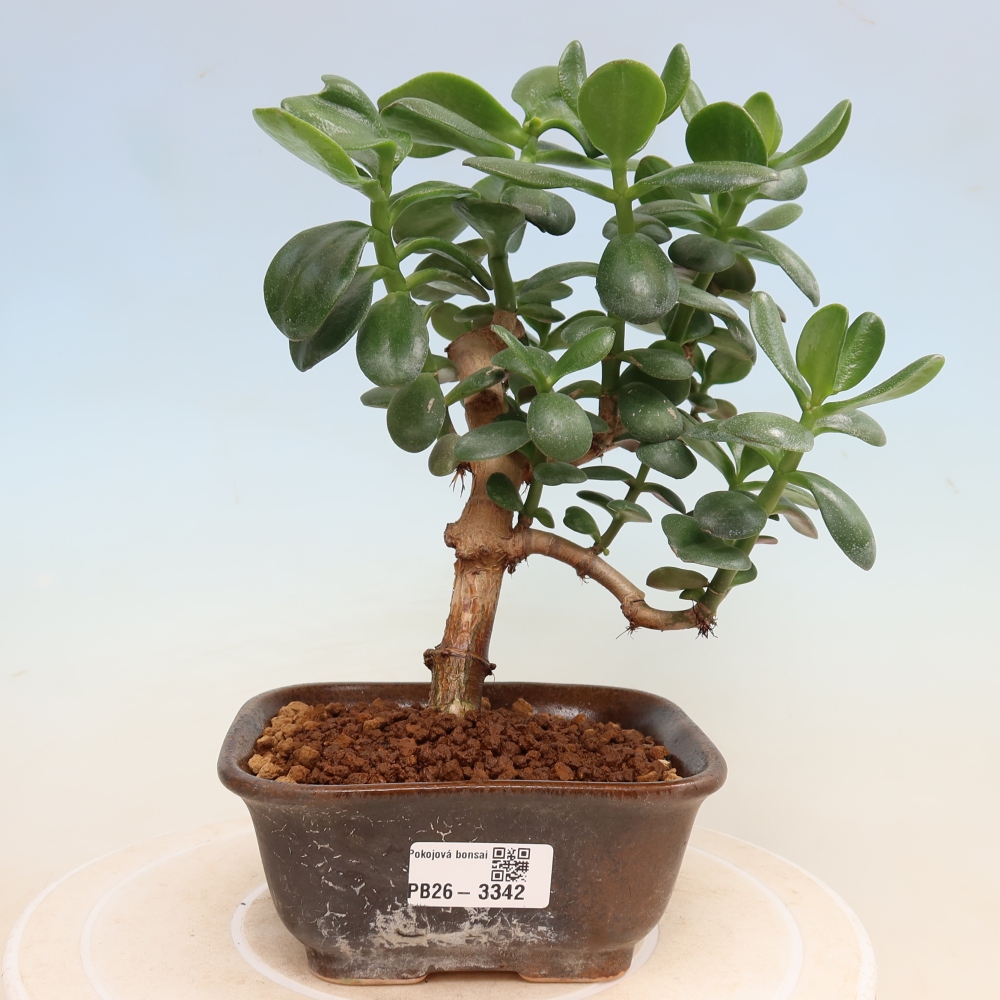 Bonsai da interno - Crassula ovata