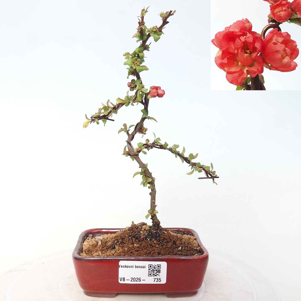 Bonsai da esterno - Chaneomeles s. Red Joy - Cotogno