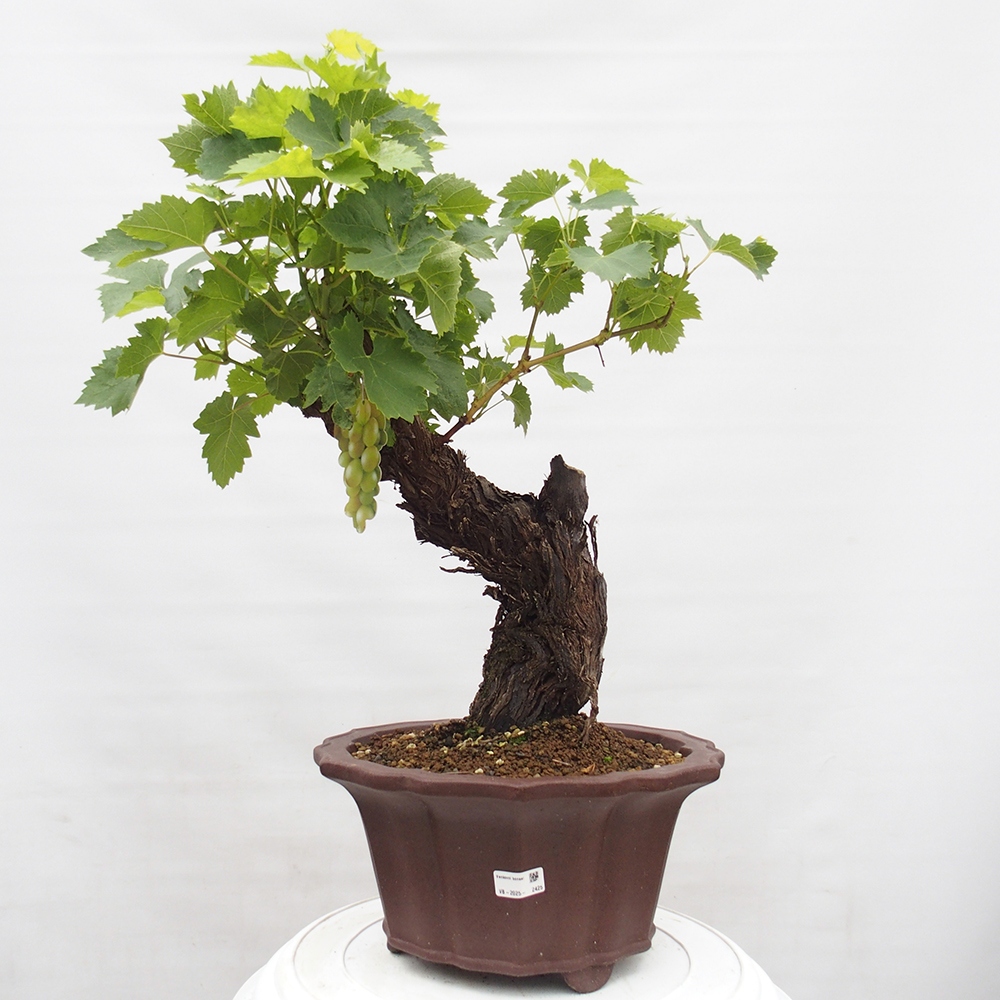 Bonsai da esterno - Vitis vinnifera MUSKAT ITALIA - Vite