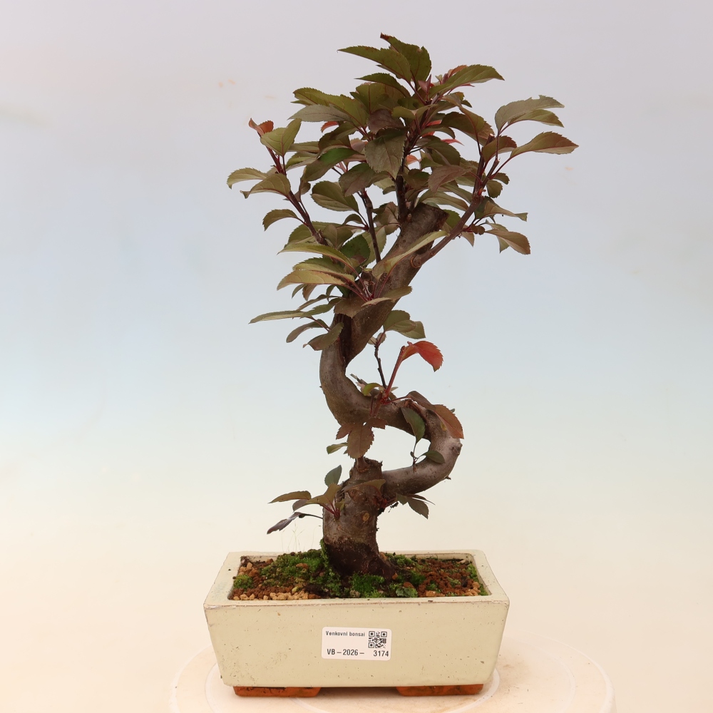 Bonsai da esterno -Malus domestica - Melo a piccoli frutti a foglie rosse