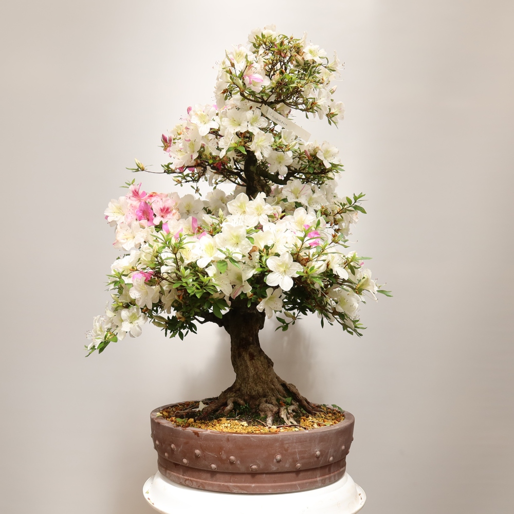 Bonsai da esterno - Azalea giapponese - Azalea Kotobokietsu