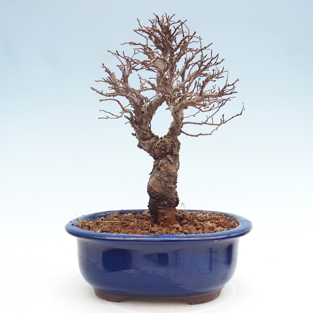 Bonsai da esterno - Zelkova - Zelkova NIRE