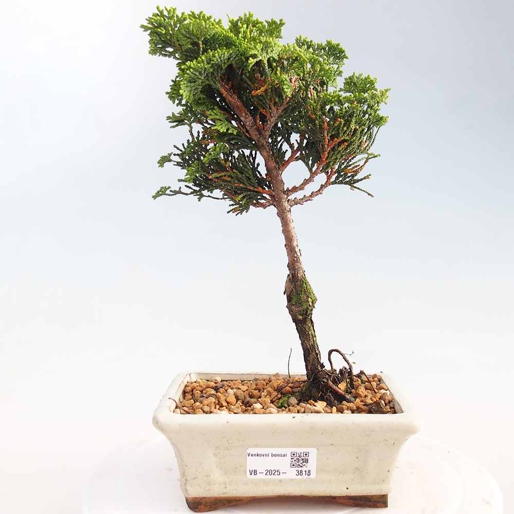 Bonsai da esterno - Cham.pis obtusa Nana Gracilis - Cipresso