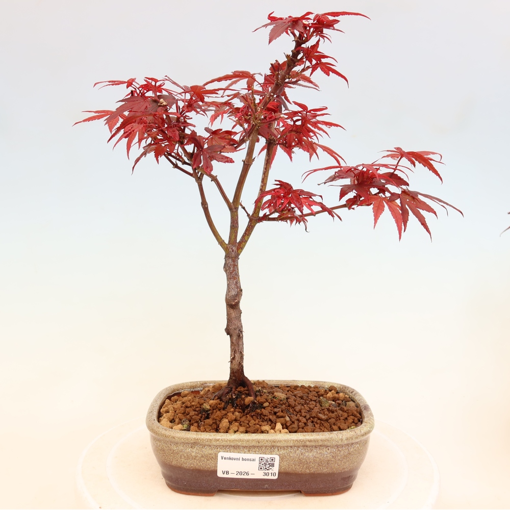 Bonsai da esterno - Acero palmatum - Acer palmatum Berry Broom 