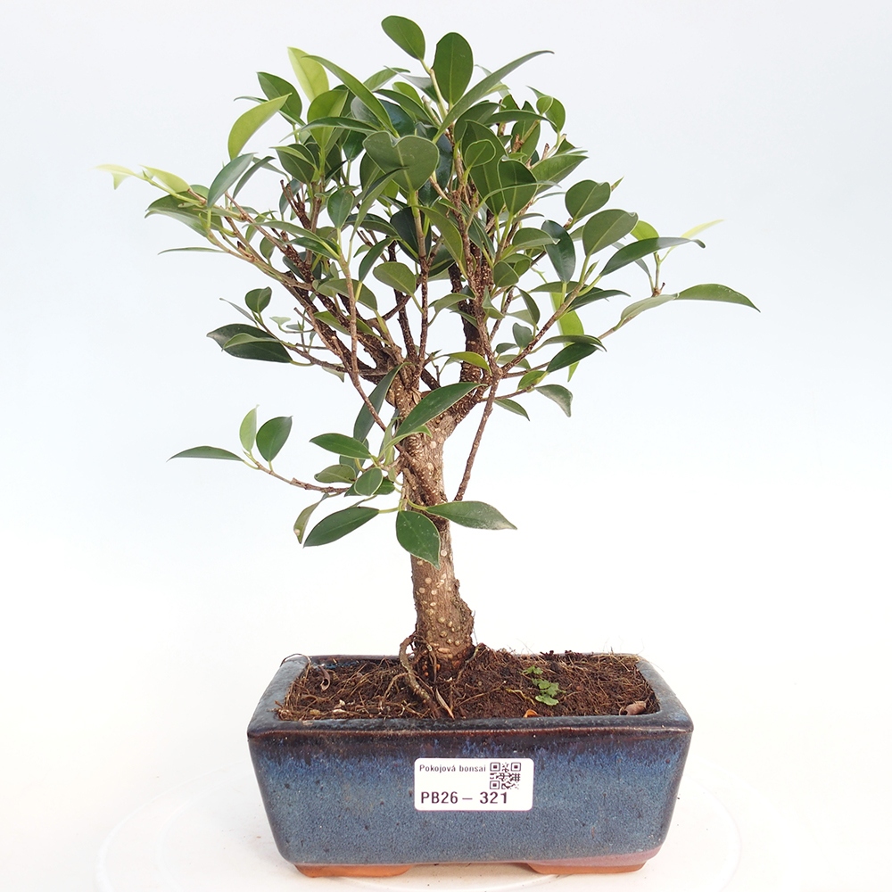 Camera bonsai - Ficus retusa - ficus a foglie piccole