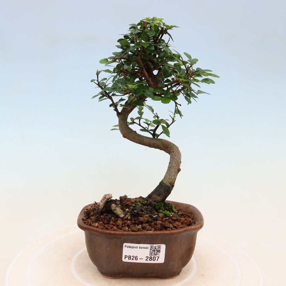 Camera bonsai - Ulmus parvifolia - Olmo a foglie piccole
