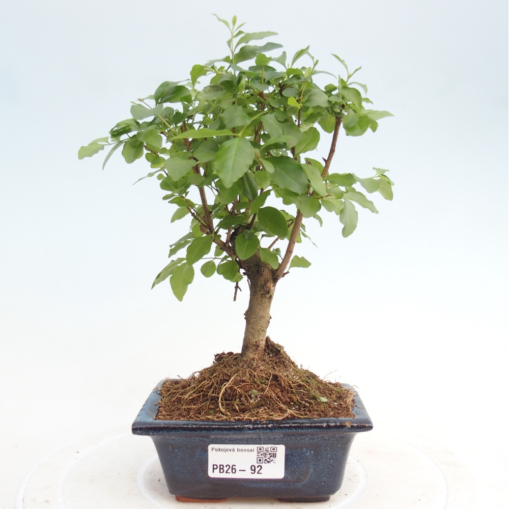 Camera bonsai -Ligustrum chinensis - Becco d'uccello