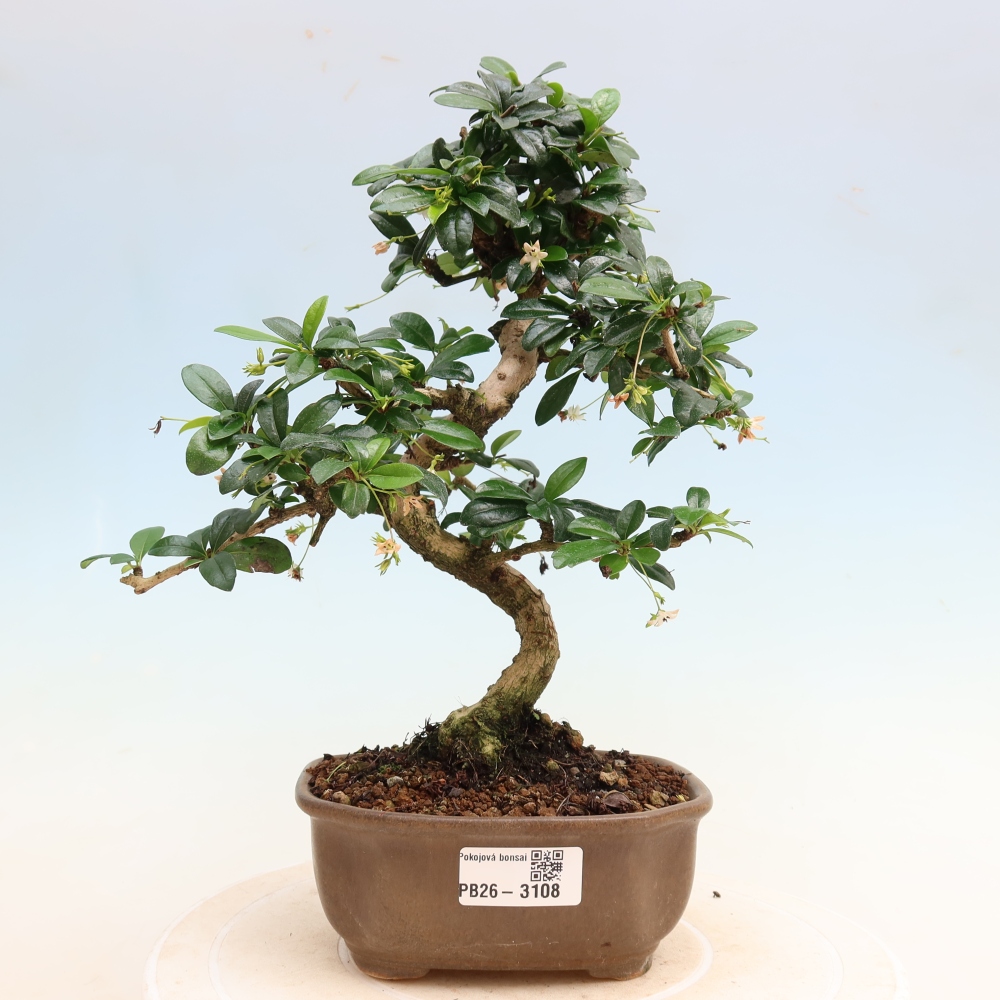 Camera bonsai - Carmona macrophylla - Tea fuki