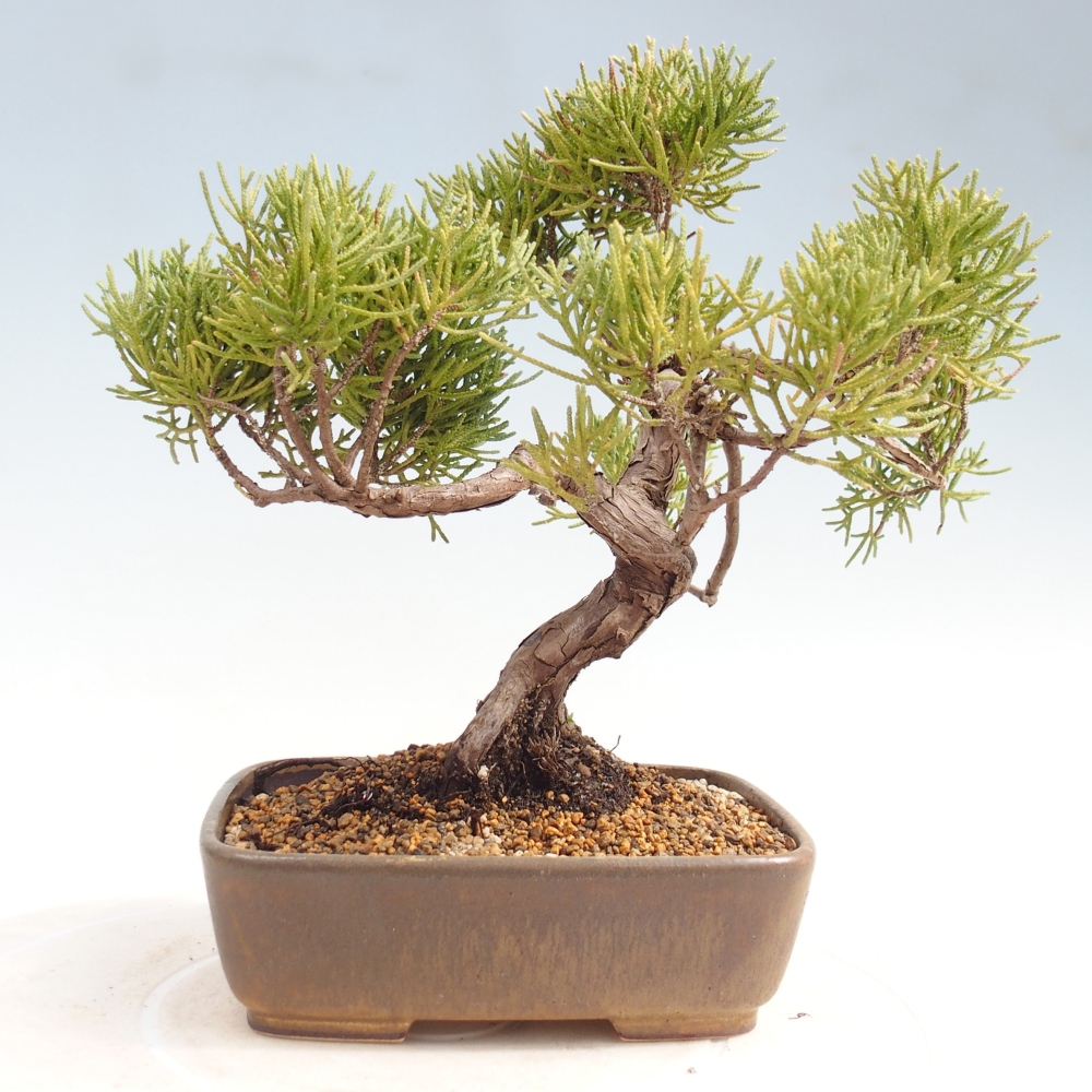 Bonsai da esterno - Juniperus chinensis Kishu