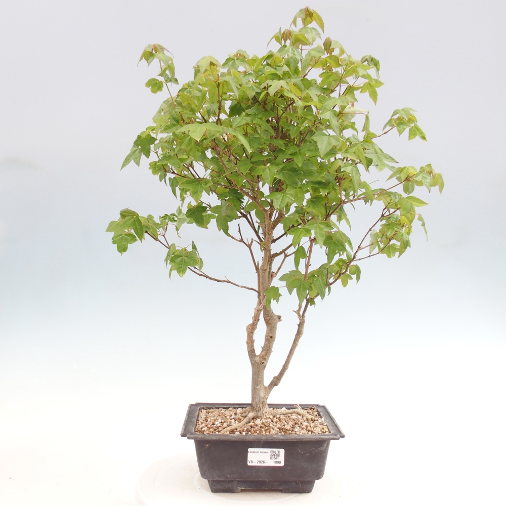 Bonsai da esterno - Acer Buergerianum - Acero di Burger