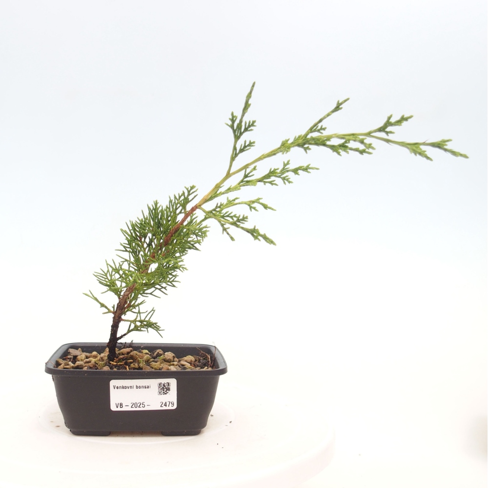 Bonsai da esterno - Juniperus chinensis Itoigawa