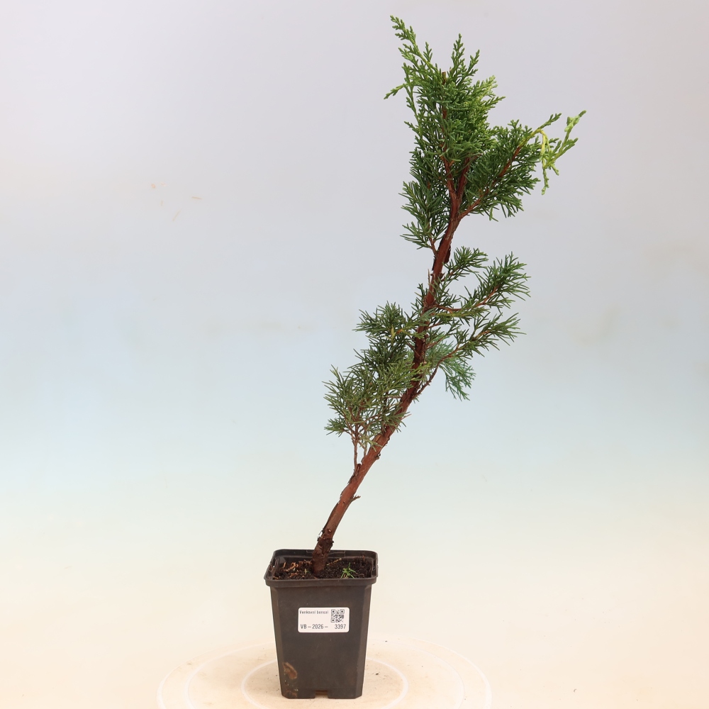 Bonsai da esterno - Juniperus chinensis Kishu