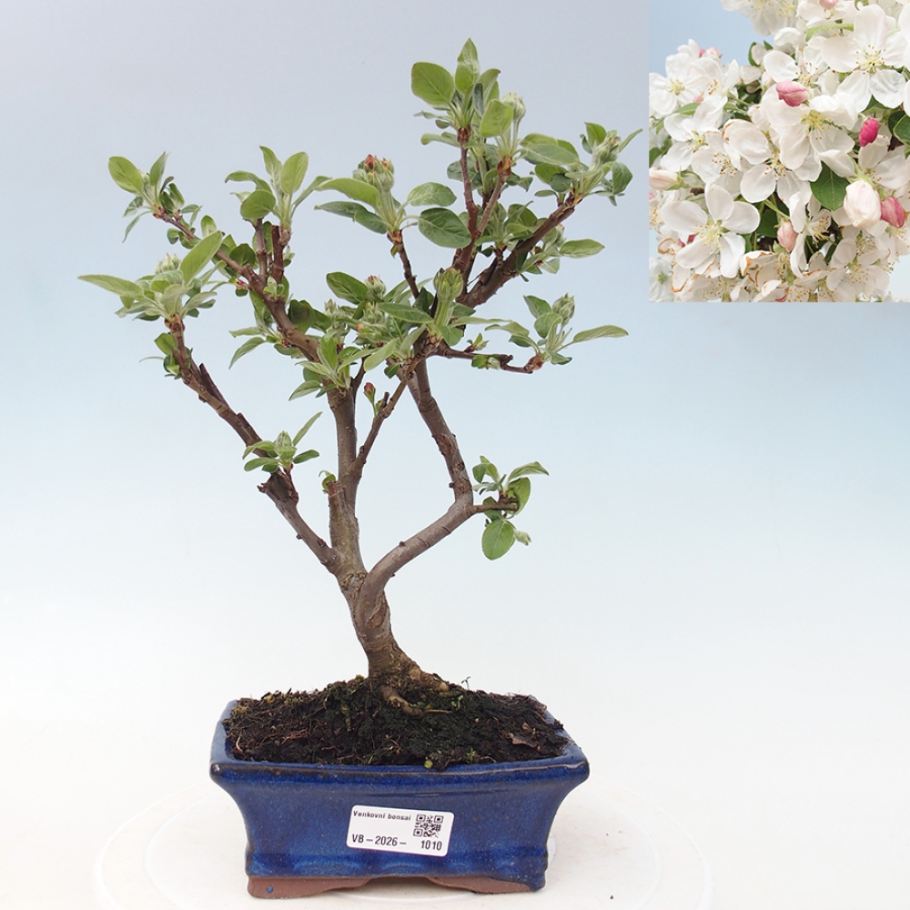 Bonsai da esterno -Malus halliana - Melo a frutto piccolo