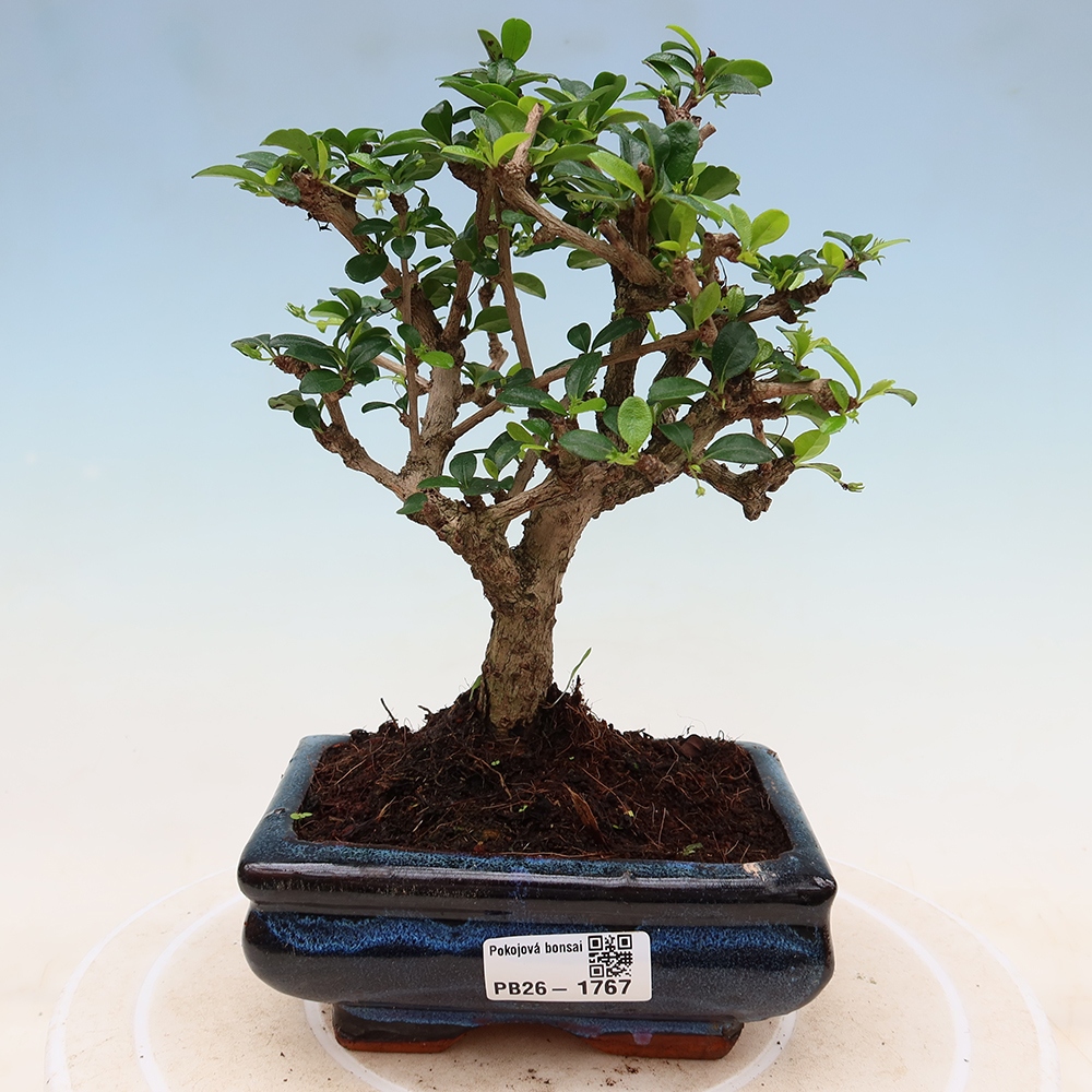 Camera bonsai - Carmona macrophylla - Tea fuki