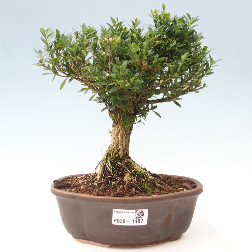 Camera bonsai - Buxus harlandii - buxus da sughero