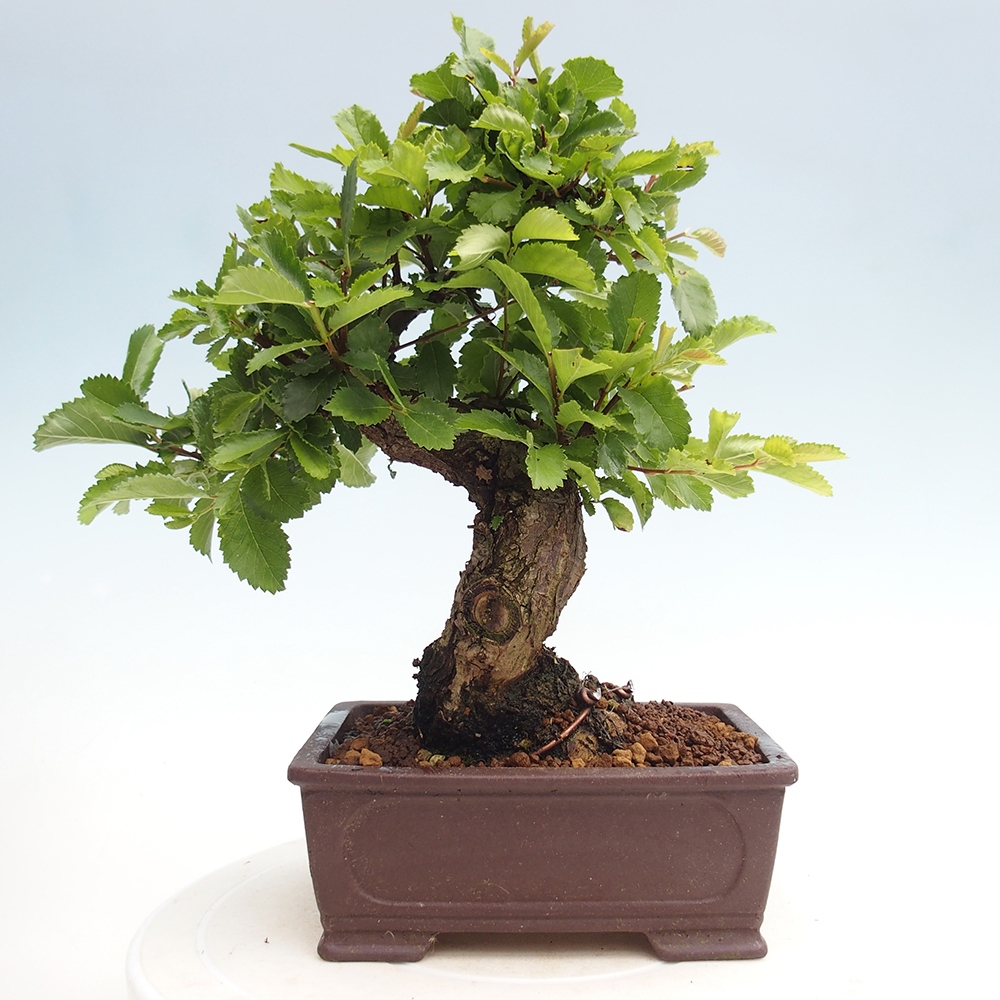 Bonsai da esterno - Zelkova - Zelkova NIRE