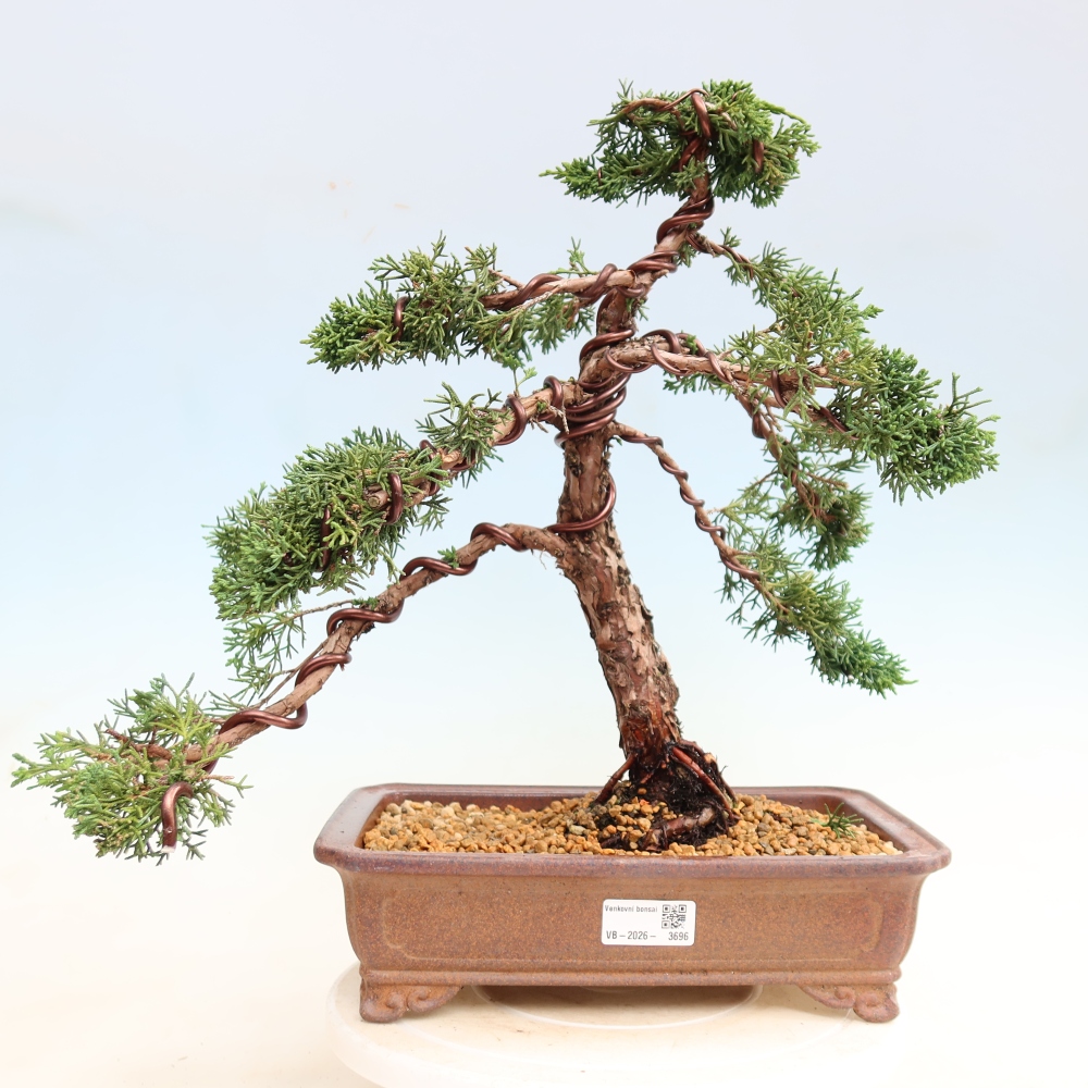 Bonsai da esterno - Juniperus chinensis Kishu