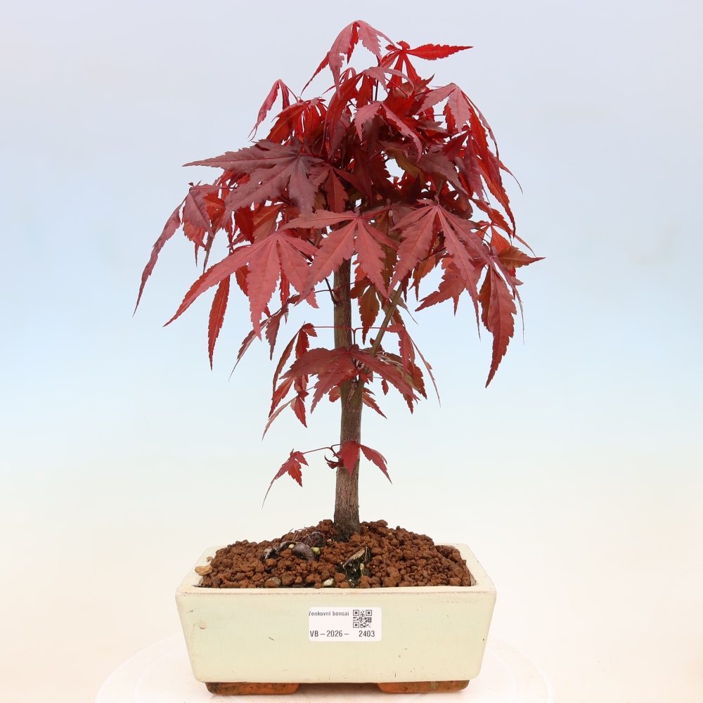 Bonsai da esterno - Palma Acer. Atropurpureum-Javor palmate