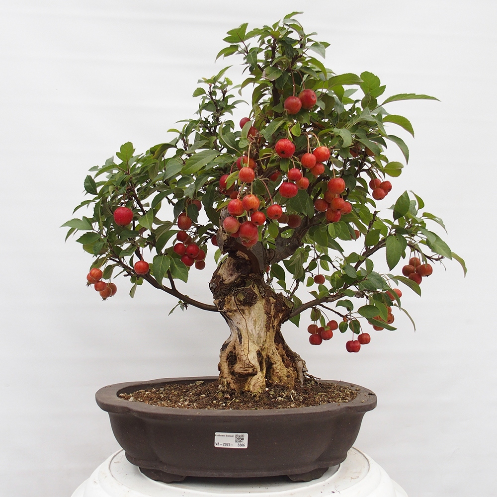 Bonsai da esterno -Malus halliana - Melo a frutto piccolo