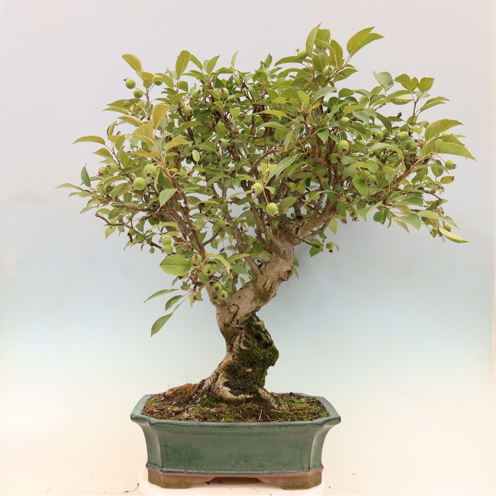 Bonsai da esterno -Malus halliana - Melo a frutto piccolo