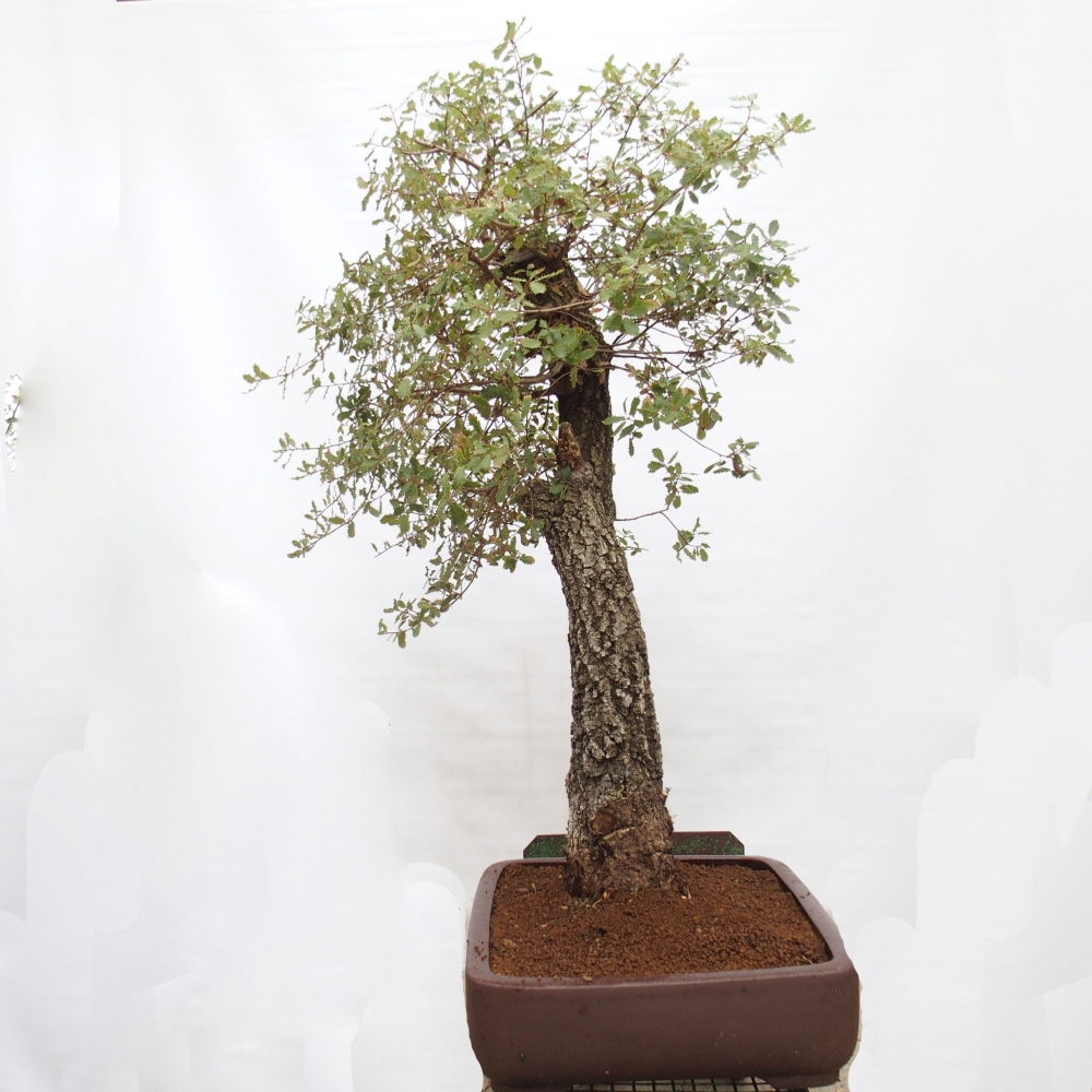 Yamadori - Quercus Ilex - Agrifoglio di quercia