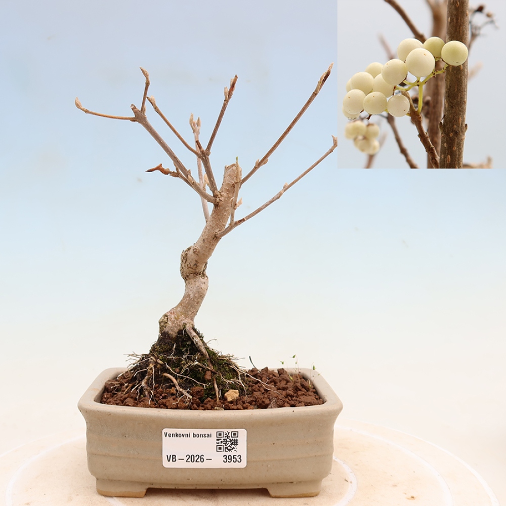 Bonsai da esterno - Callicarpa bodinieri Snowqueen - Callicarpa