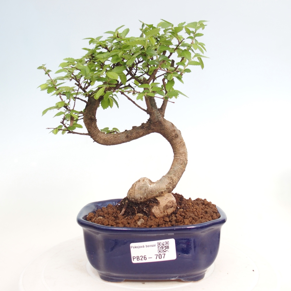 Camera bonsai - Ulmus parvifolia - Olmo a foglie piccole