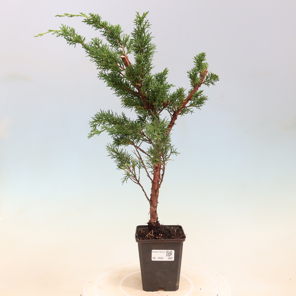 Bonsai da esterno - Juniperus chinensis Kishu