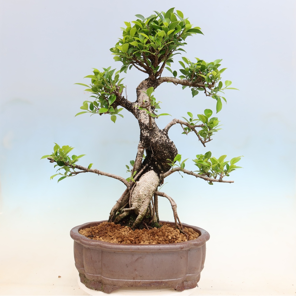 Camera bonsai - Ficus kimmen - ficus a foglie piccole