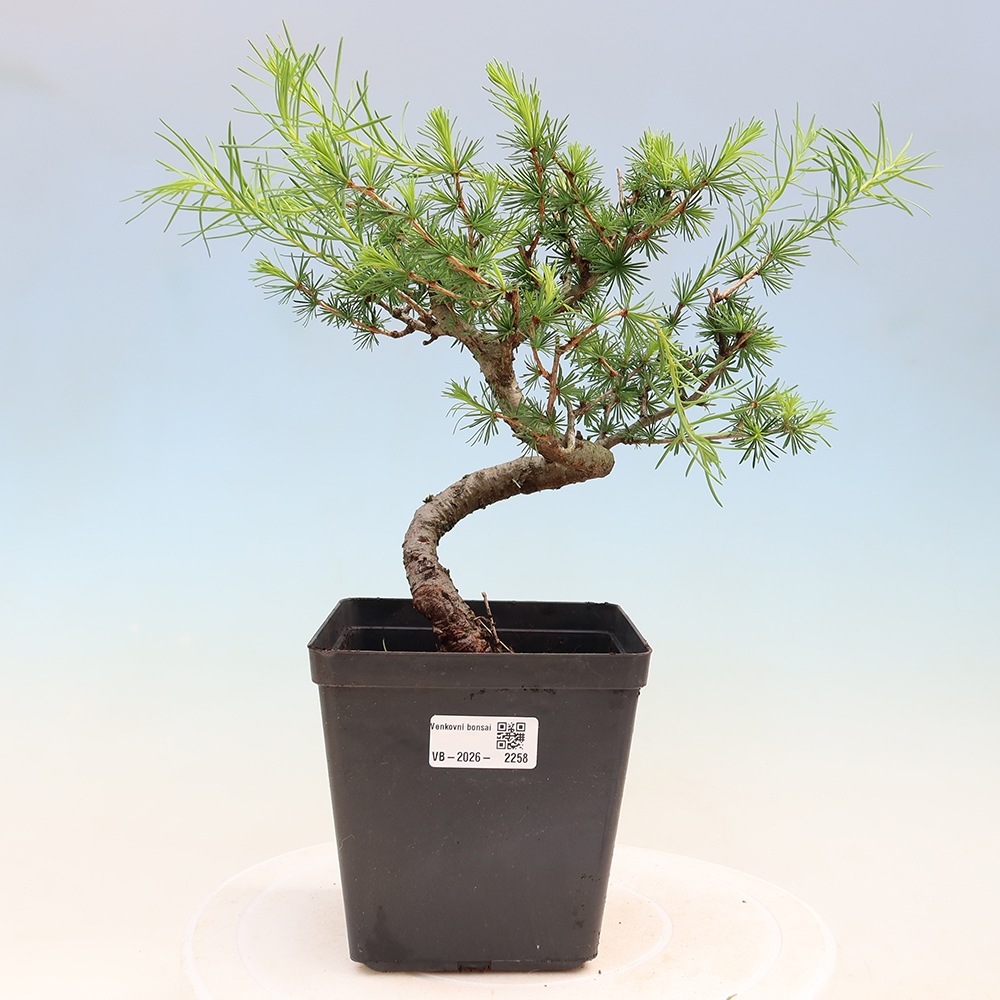 Bonsai da esterno -Larix decidua - Larice