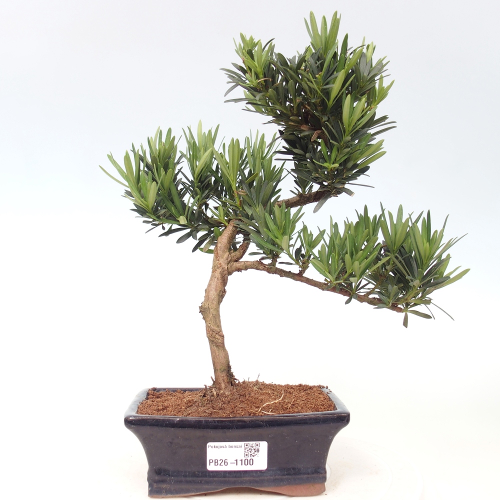 Camera bonsai - Podocarpus - Tasso delle pietre