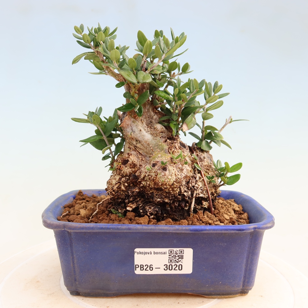Bonsai da interno - Olea europaea sylvestris