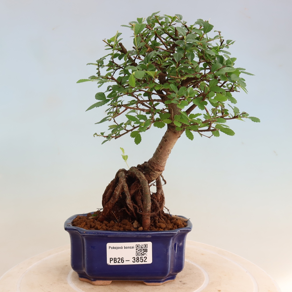 Camera bonsai - Ulmus parvifolia - Olmo a foglie piccole