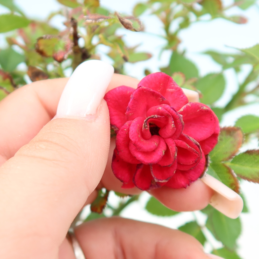 Bonsai da esterno - Rosa Kordes - rosa