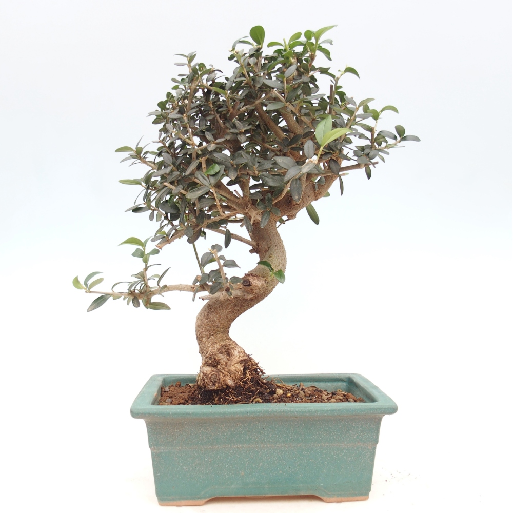 Bonsai da interno - Olea europaea sylvestris