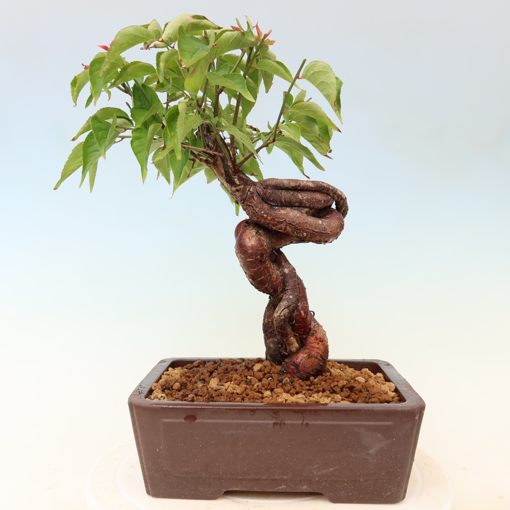 Bonsai da esterno - Albicocco giapponese - Prunus Mume