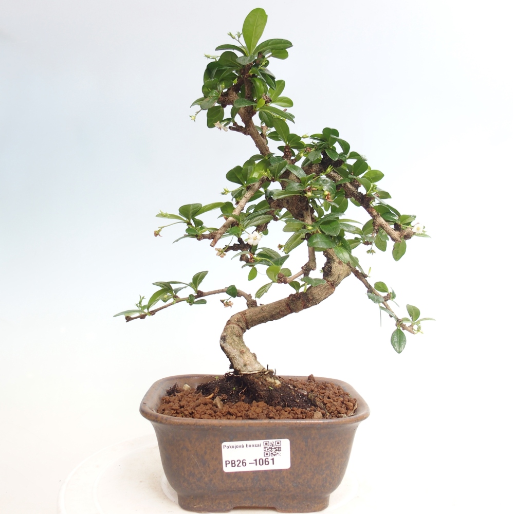 Camera bonsai - Carmona macrophylla - Tea fuki