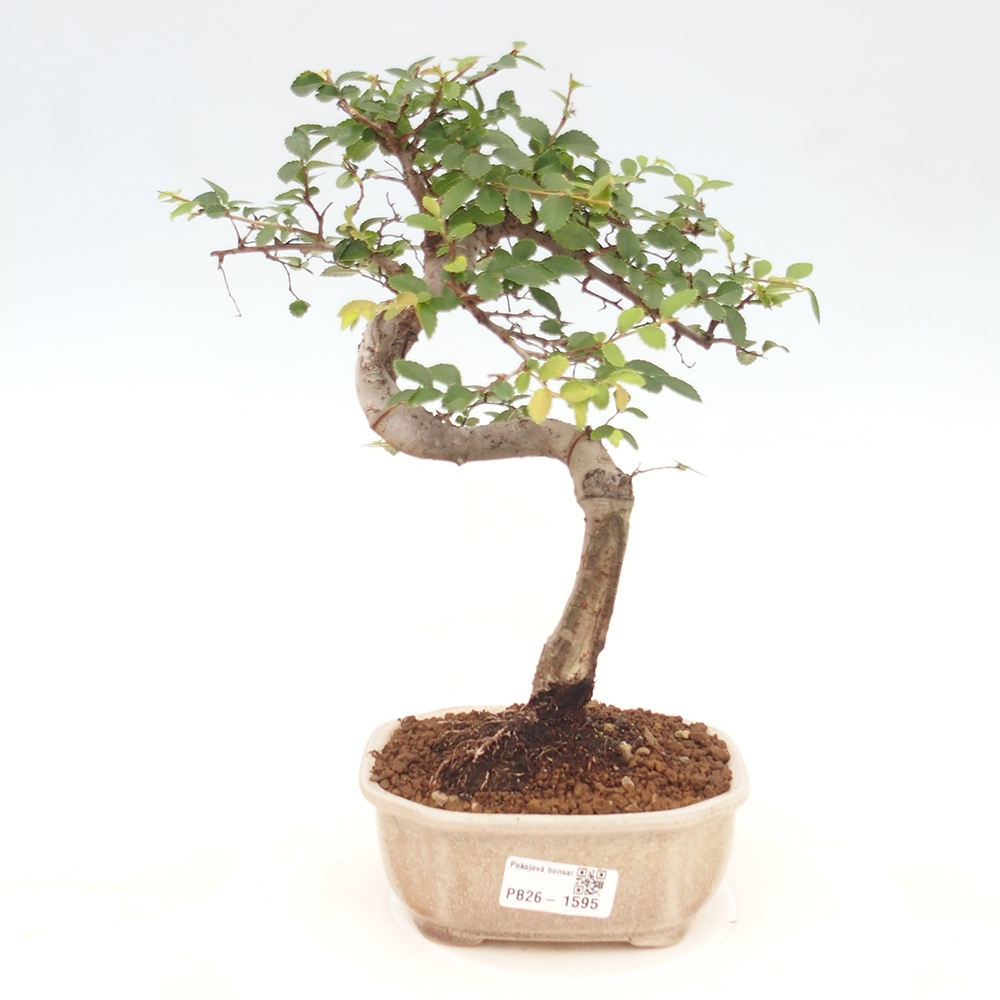 Camera bonsai - Ulmus parvifolia - Olmo a foglie piccole